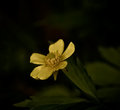 Buttercup