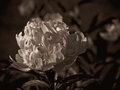 Peony