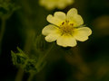 Buttercup