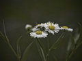 Aster Family ?