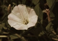 Wild Morning Glory