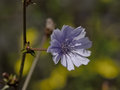 Chickory