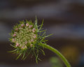 Wild Hemlock