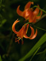 Turks Cap