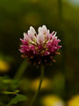 Pink clover