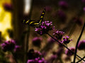 Blooming Butterfly One