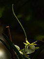 Orchid