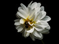 White Dahlia