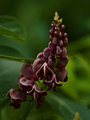 Unknown vine flower