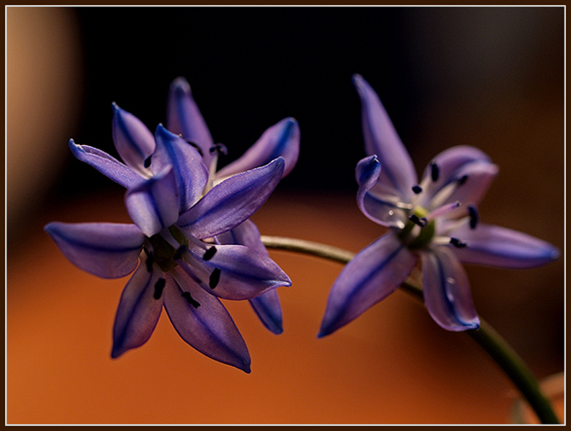 Spring Flowers II