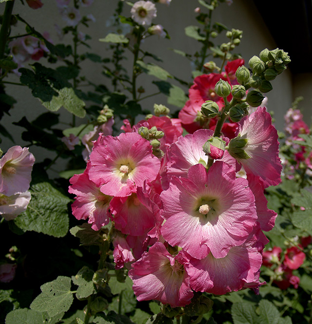 P7073884.jpg