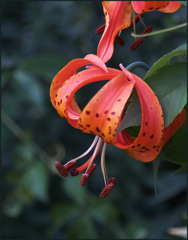 Turk'sCap