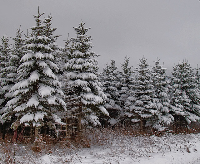 55865143.PC317637spruce.jpg