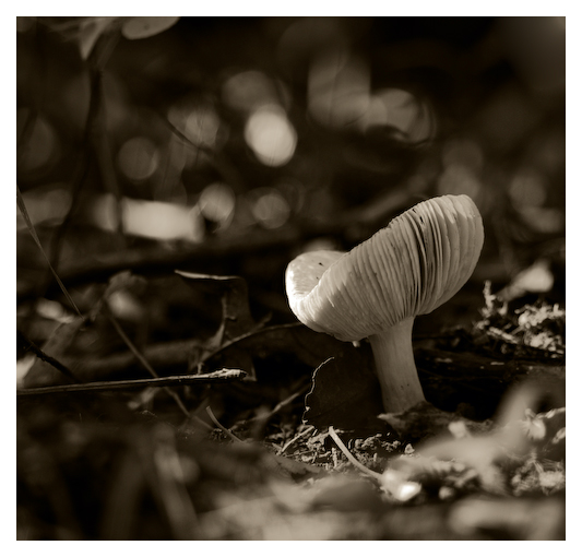 Waukau Mushroom