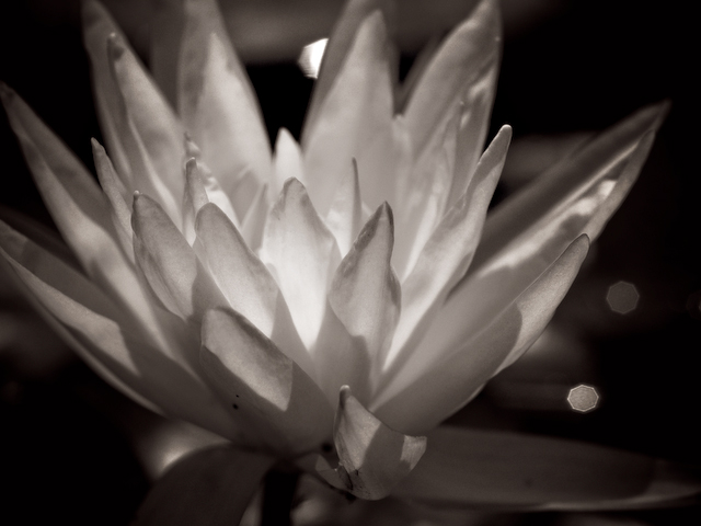 Water Lily