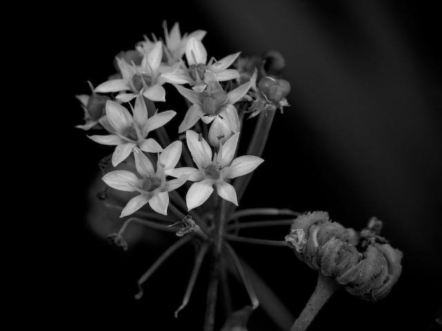White Stars