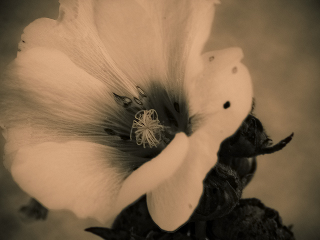 Hollyhock