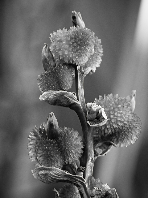Breezeway Flower