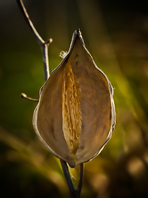 Milkweed