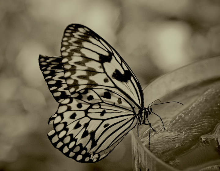 Paper Kite