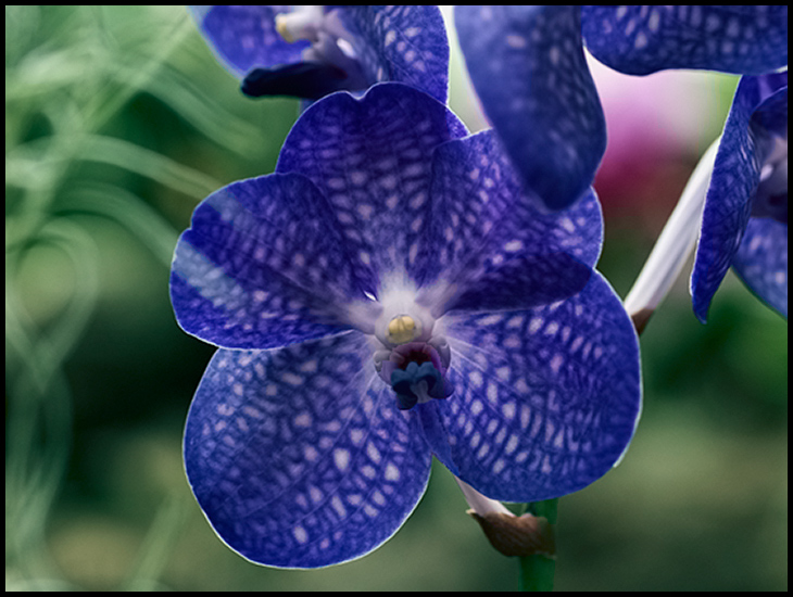 Blue Orchid