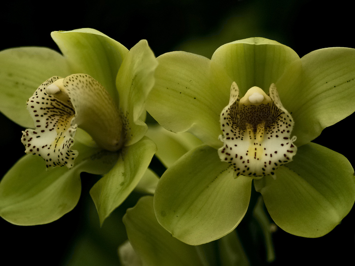 Green Orchid