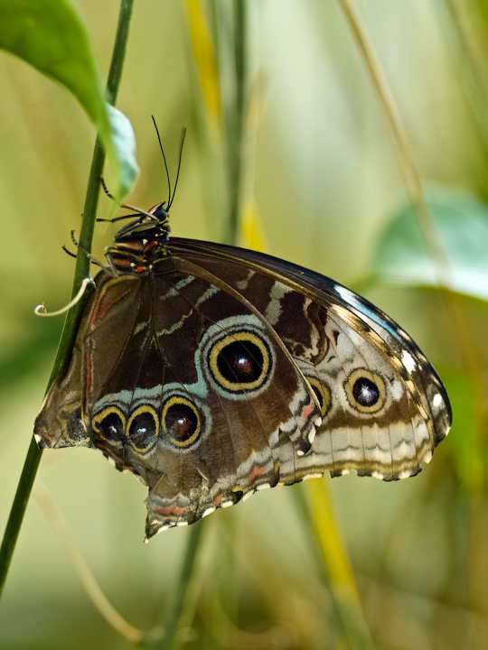 Owl-Butterfly