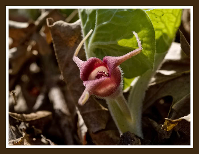 Wild Ginger