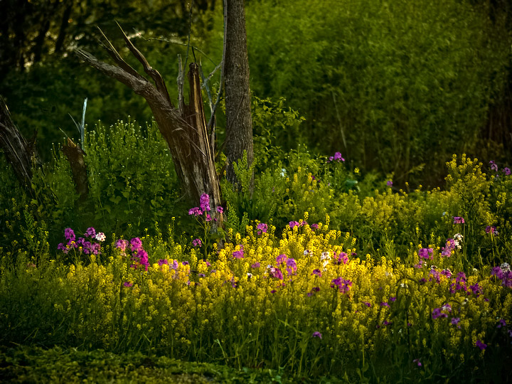 Wild River Garden