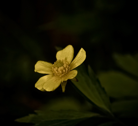 Buttercup