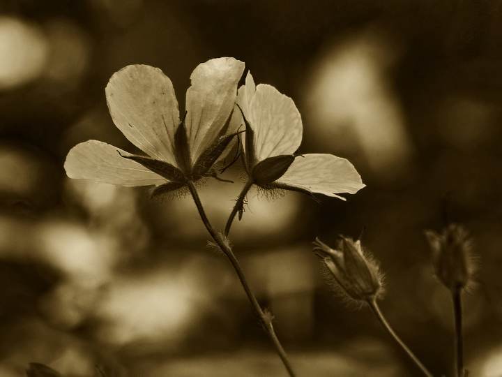 Wild Geranium