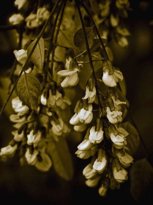 Honeysuckle