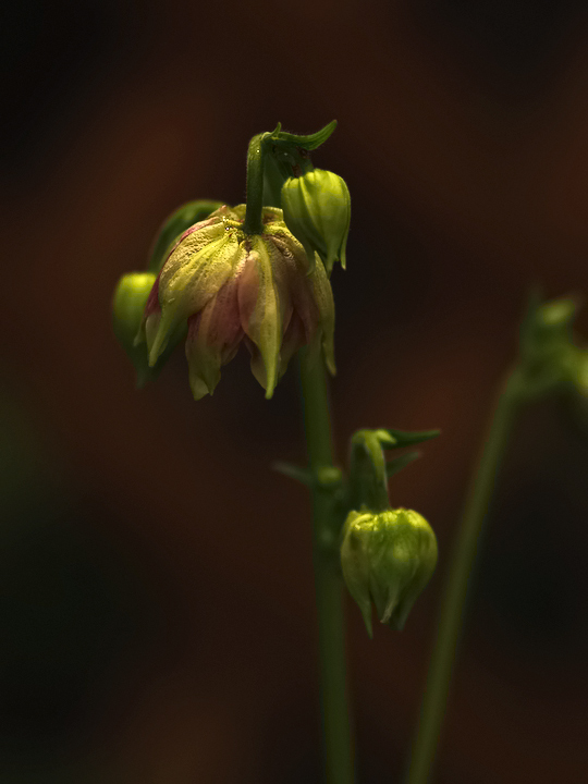 Franks-garden