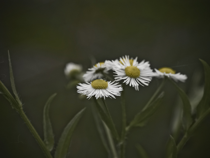 Aster Family ?
