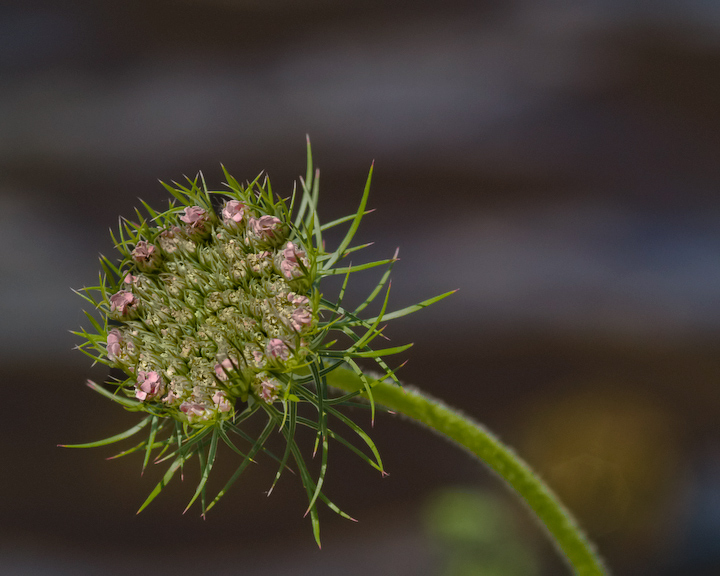 Wild Hemlock