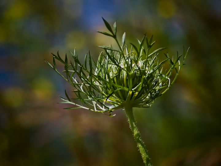 Hemlock 2