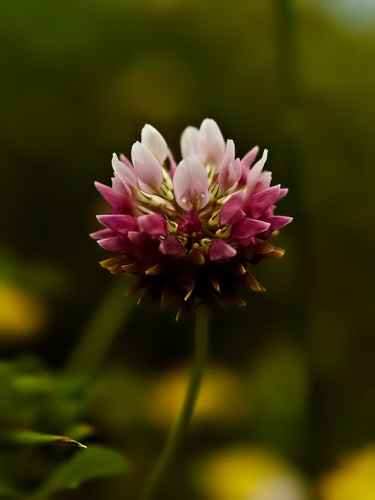 Pink clover