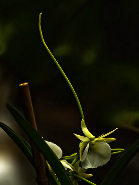 Orchid