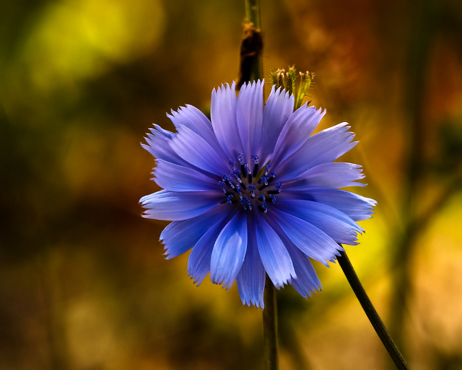 August Chickory