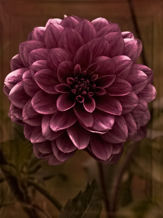 Purple Dahlia