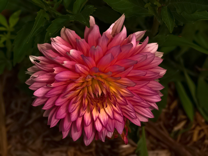 Pink Dahlia