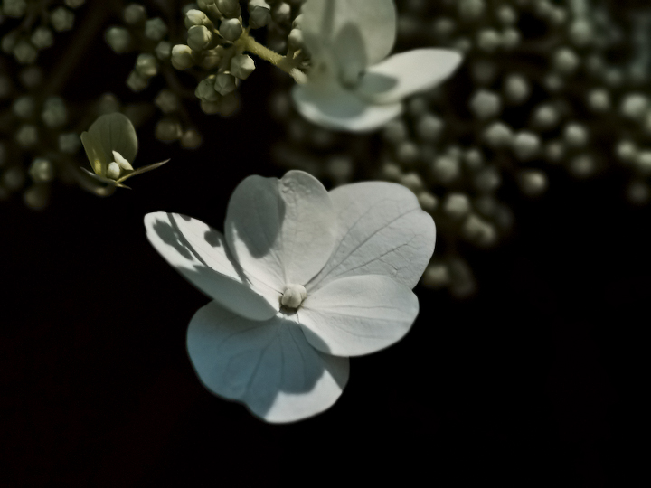 Bush Whites 