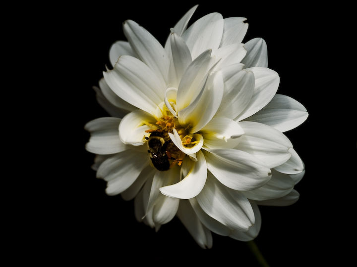 White Dahlia