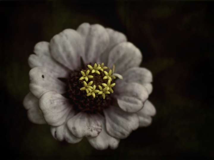 Zinnia