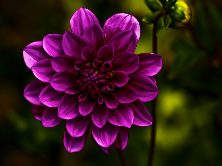 Dahlia 3