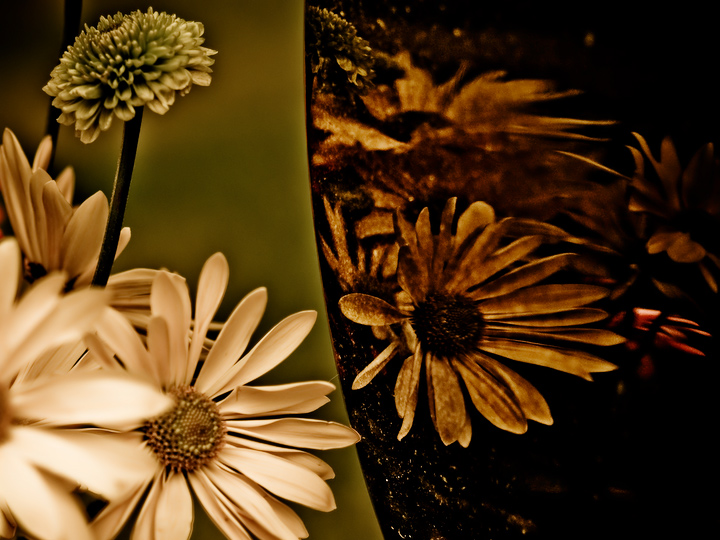 Daisy Stone