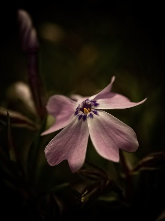 Groundcover