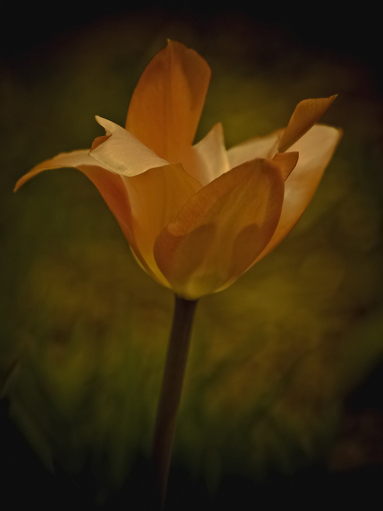 Orange tulip