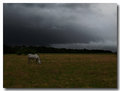 Pale Rider