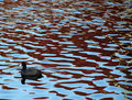 last duck